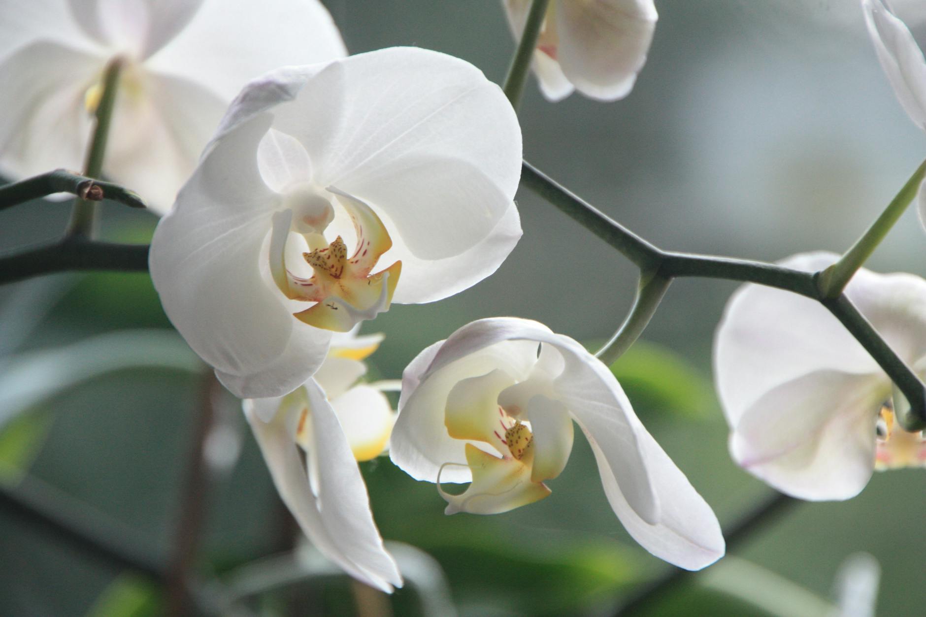 Flores prohibidas: 5 flores que fueron ilegales en algún momento de la historia