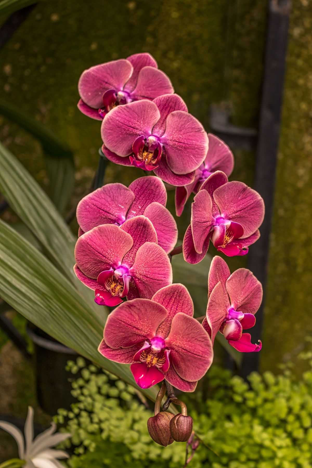 Las flores más caras del mundo (y por qué cuestan una fortuna)