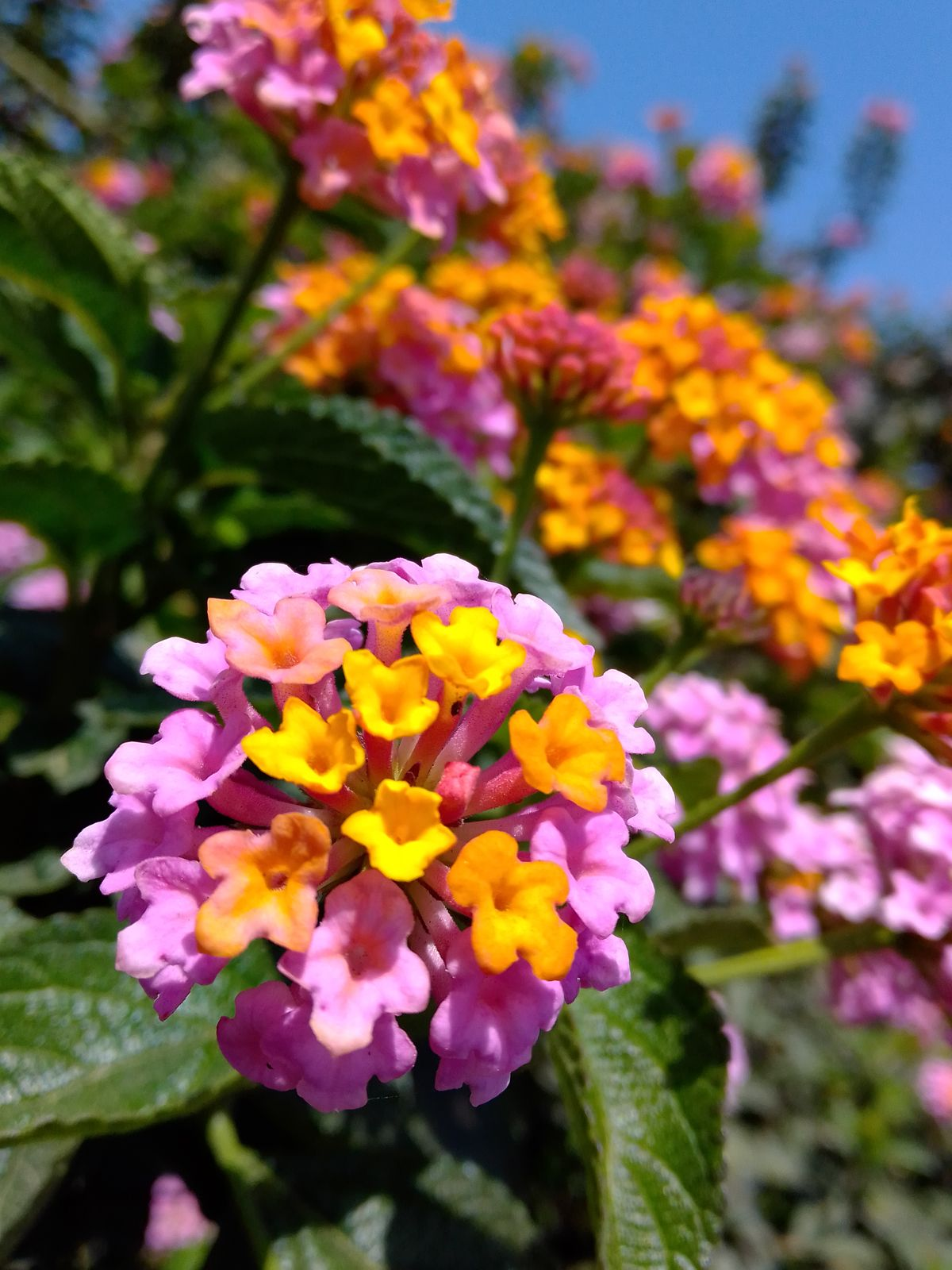 Flores que cambian de color: la magia natural que parece trucos