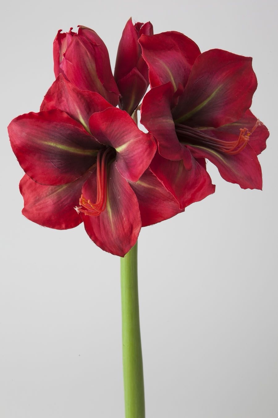 Flores de Invierno: Más Allá de la Poinsettia Navideña